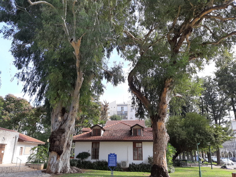עצי האיקליפטוס במתחם החאן. 