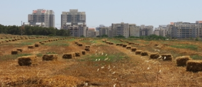 שדה חקלאי בשרון - צילום- היחידה הסביבתית בשרון
