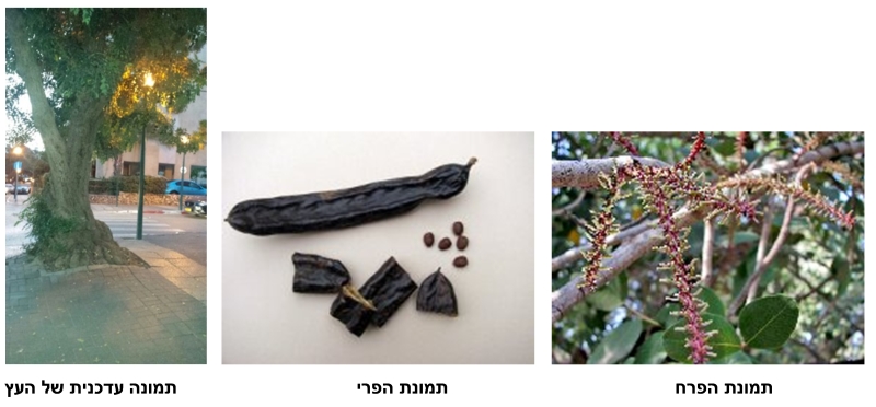 חרוב מצוי
