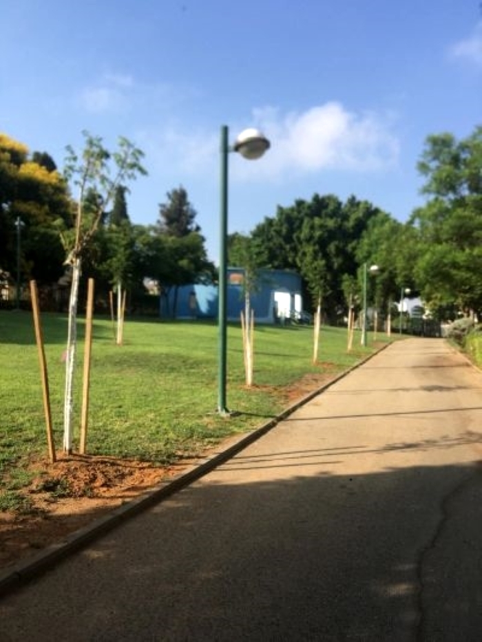 עצים חדשים שניטעו ברחוב בשכונת הדרים כפר סבא 