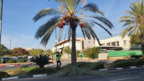 מסירים ענפים מעצים ברחבי העיר במסגרת ההכנות לחורף בכפר סבא