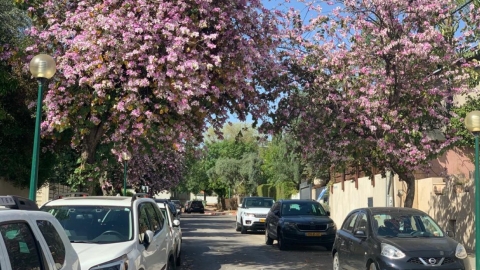 פריחה אביבית בצבעי ורוד וירוק באחד מרחובות העיר כפר סבא