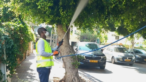 מטפלים בעצי הפיקוס בעיר כפר סבא