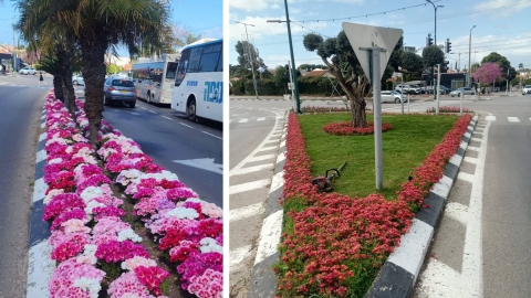 מאות אלפי פרחים שנשתלו ברחבי העיר כפר סבא