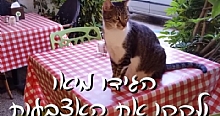 מה זה חתולי קהילה? צפו בכתבה של הטלויזיה הקהילתית כפר סבא